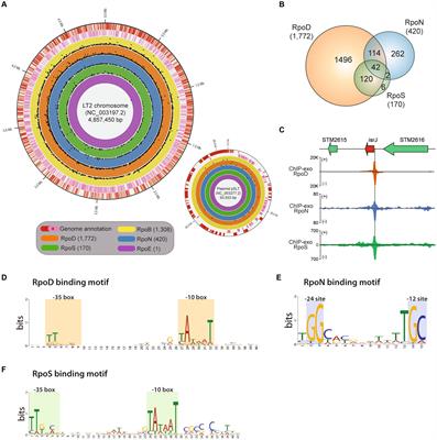 Experimental promoter identification of a foodborne pathogen Salmonella enterica subsp. enterica serovar Typhimurium with near single base-pair resolution